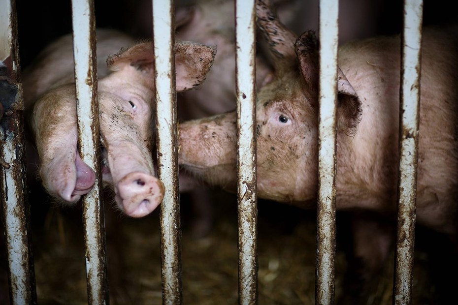 Obwohl der Missbrauch von Tieren moralisch nicht zu rechtfertigen sei, sei „die Tierindustrie insgesamt ein mit bürokratischer Genauigkeit organisiertes, rational geordnetes Unternehmen“, meint der Ethiker Thilo Hagendorff