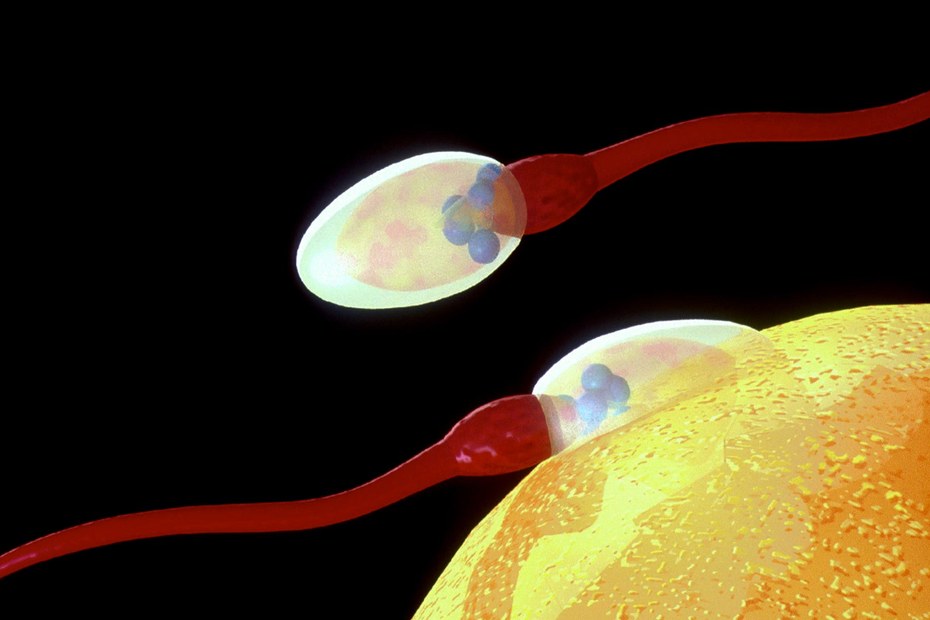 Zur Befruchtung der Eizelle braucht es ein männliches Spermium – die Konsequenzen einer ungewollten Schwangerschaft trägt aber die Frau