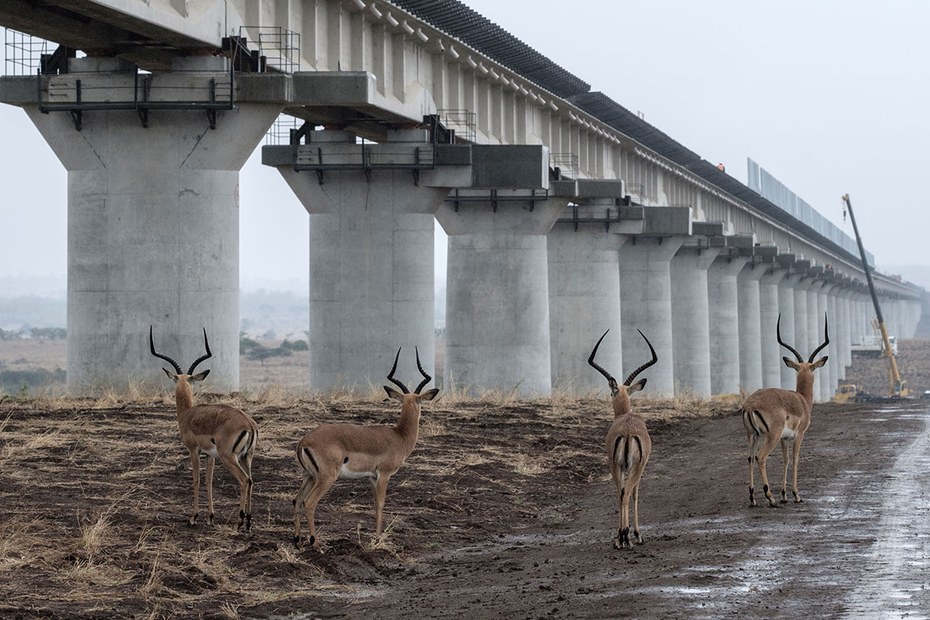Antilopen unter einem Schienenbauprojekt im kenianischen Nationalpark Nairobi