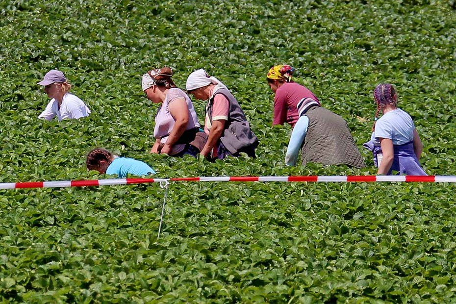 Die Bezahlung ist schlecht, die Arbeit hart – Erntehelferinnen in Deutschland