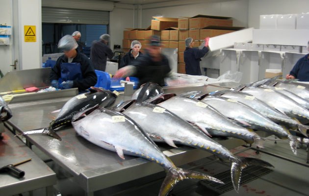 Blauflossen-Thunfisch und Co.: Wie lange soll diese Art den globalen Sushi-Hunger noch stillen?