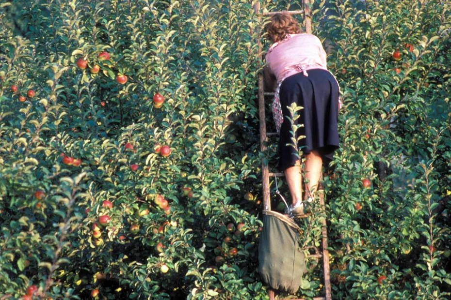 Nichts für urbane Schreibtischmenschen: Apfelernte auf dem Bauernhof