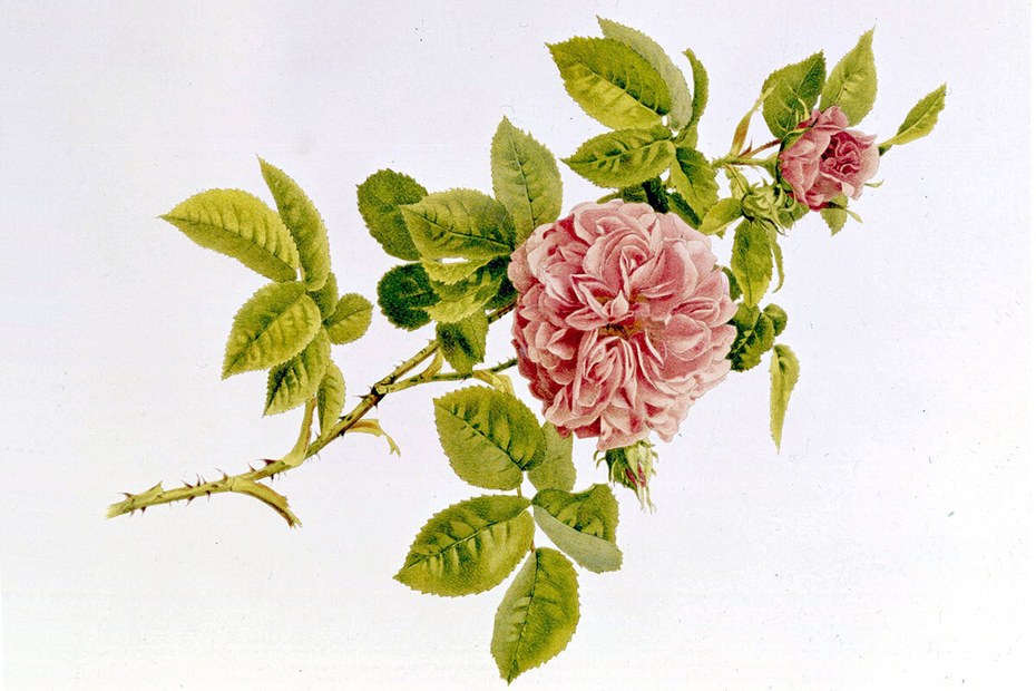 Die Rosenblüte, ein traditionelles Symbol für den unter Blättern verborgenen Eintritt in unbekannte Welten