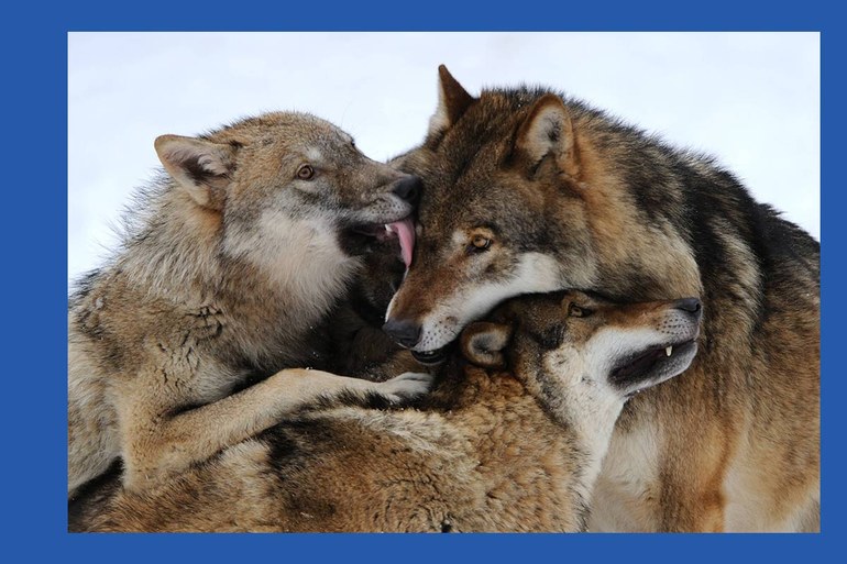 „Tiergeschichten“ von Tschingis Aitmatow: Warnung vor der Wölfin