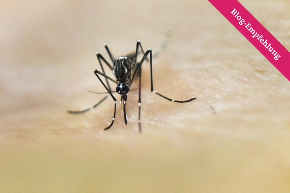 Verdächtig: Aedes Aegypti