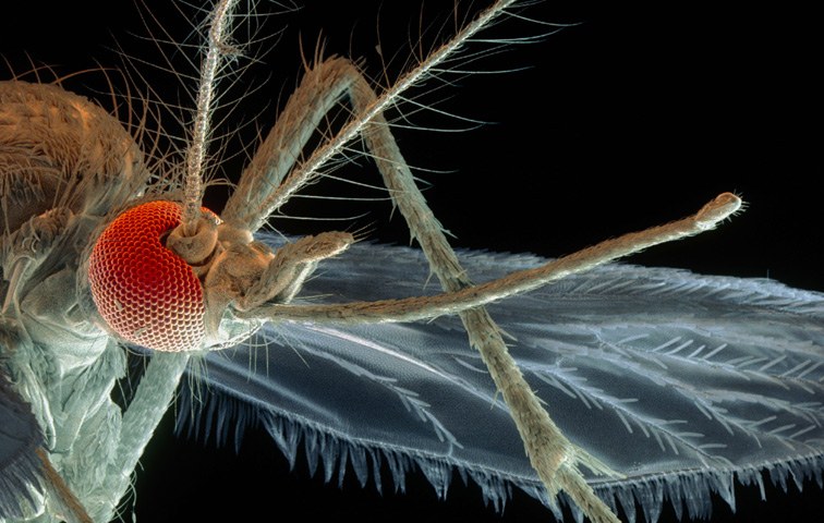 Plagen von A bis Z: Blagen, Mücken, Nervensägen