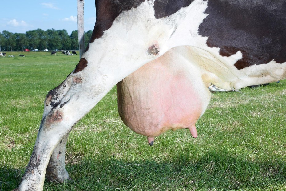 Bio-Weidekühe stoßen zwei Drittel weniger Methan pro Liter Milch aus als die beste Hochleistungskuh im Stall