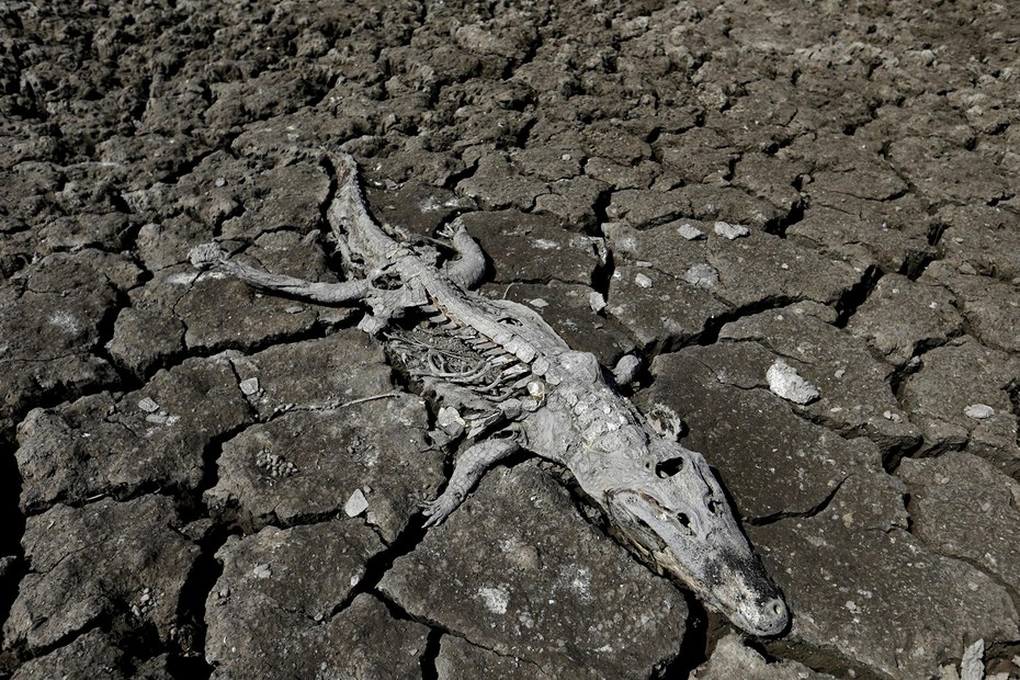 Das Skelett eines Kaimans im ausgetrockneten Flussbett des Río Pilcomayo in Paraguay, 2016