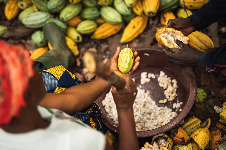 Während der Kakaoanbau hauptsächlich in tropischen Regionen in den Ländern des Südens stattfindet, spielt sich der Großteil der Weiterverarbeitung und des Konsums von Kakaoprodukten in den Industrieländern ab