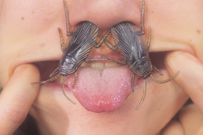 Singende Mäuse, krabbelnde Käfer – man hat in Kafkas Parabeln nie den Eindruck, dass er tatsächlich über Tiere spricht