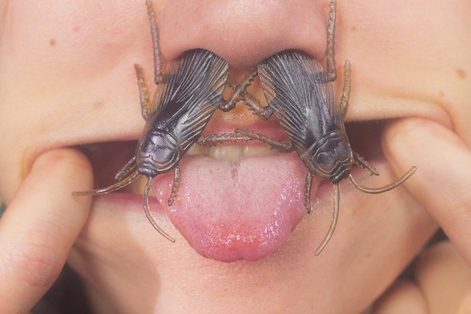 Singende Mäuse, krabbelnde Käfer – man hat in Kafkas Parabeln nie den Eindruck, dass er tatsächlich über Tiere spricht
