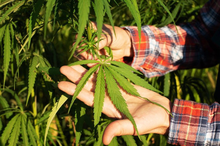 Legalisierung, zweiter Versuch: Cannabis-Clubs, Eigenanbau und ein netter Schwarzmarkt