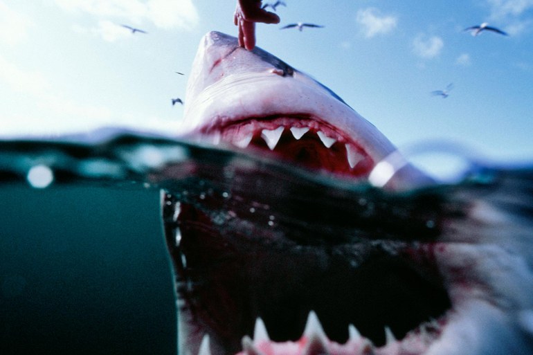 Von Göttern zu Monstern: Wie kam es dazu, dass wir den Hai fürchten?