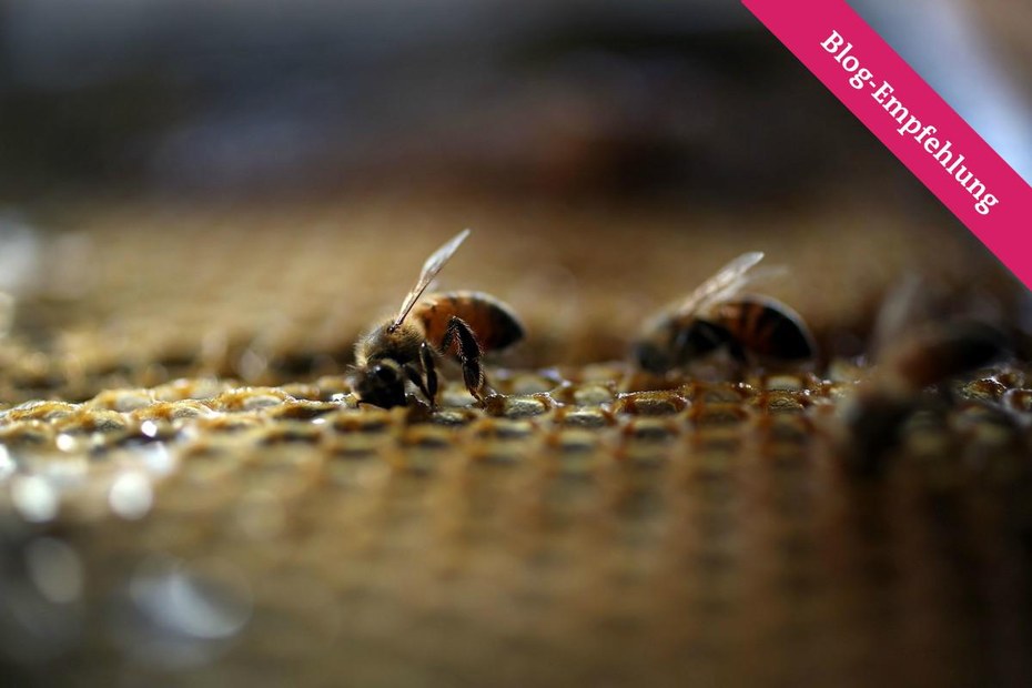 In Bayern will man die Bienen per Volksentscheid retten