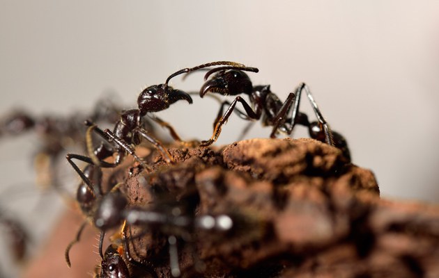 Der Ameisenstaat kennt keine demokratischen Prozeduren. Faszinierend ist er trotzdem – oder gerade deswegen