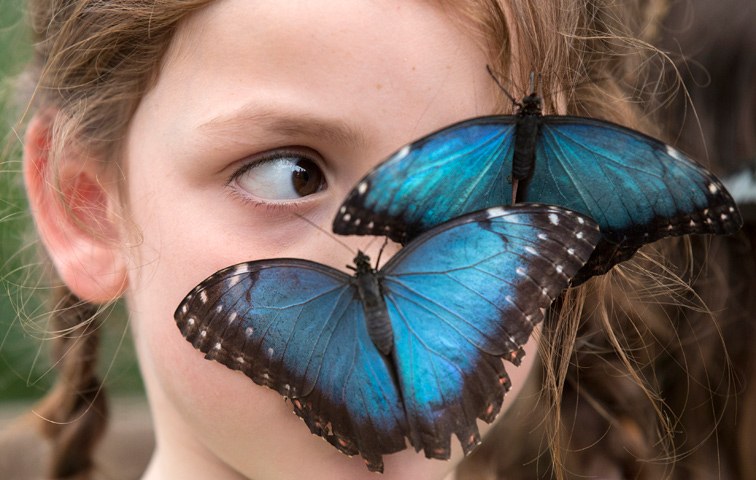 Eigentlich hört sich Schmetterling nicht leichtflüglig an, eher nach Schmetterball