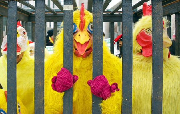 Haben leider keinen Internetzugang: Hühner in Massentierhaltung, hier bei einer Campact-Aktion
