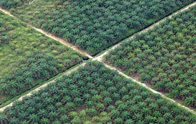 Pack die Palme in den Tank? In Südostasien entstehen riesige Plantagen, um Agrosprit herzustellen