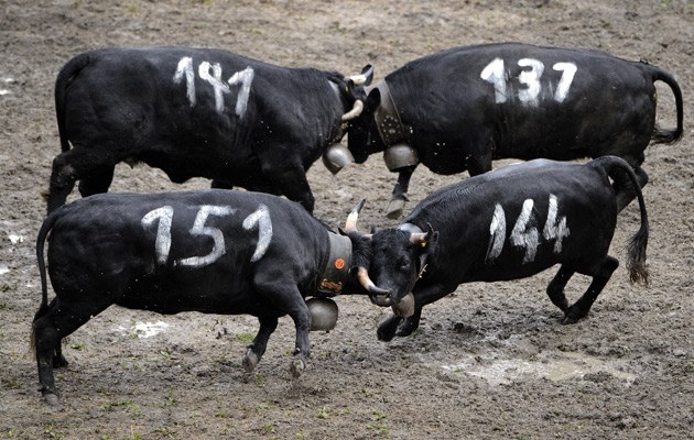 Diese Rinder aus der Schweiz haben bedauerlicherweise kein Gesetz mit 63 Buchstaben, dem sie unterliegen.