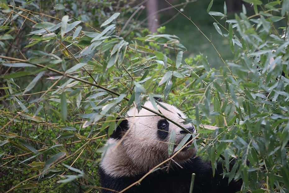 Bambus ist unter den verschiedensten Bewohnern Chinas eine gefragte Delikatesse