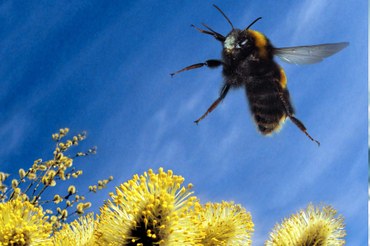 „Der Stich der Biene“ von Paul Murray: Den Untergang abwenden