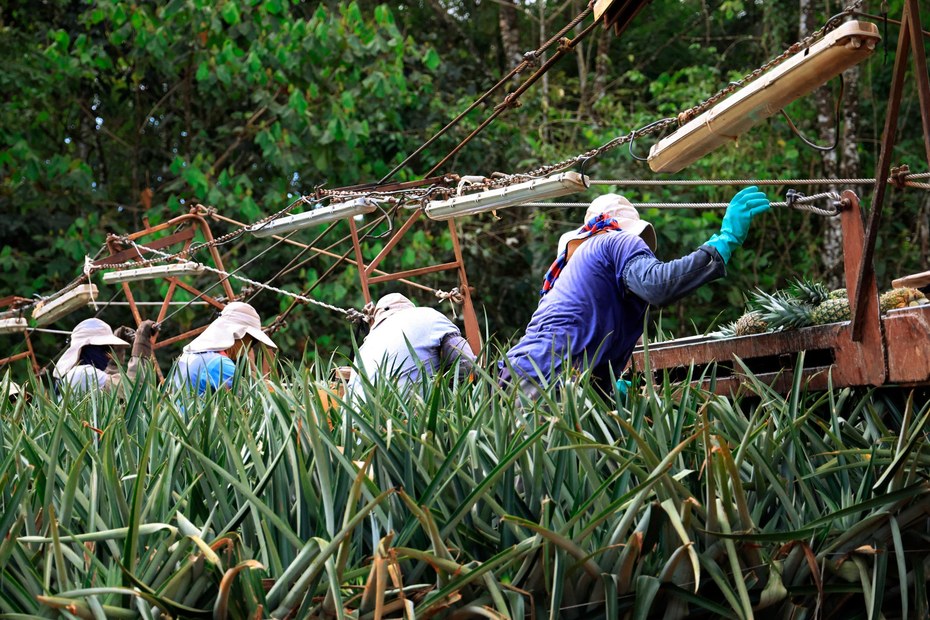 Schwerste körperliche Arbeit unter härtesten Bedingungen: Arbeiter:innen bei der Ernte von Ananas in Costa Rica