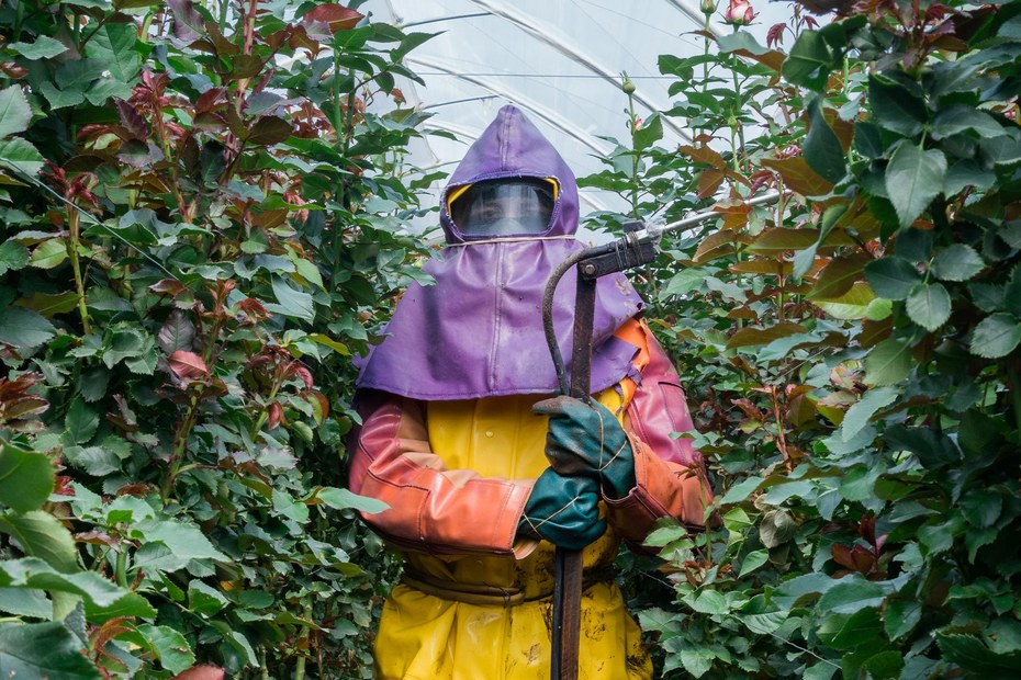 So soll es sein, so ist es aber oft nicht: Arbeiterin in Schutzausrüstung vor dem Ausbringen von Pestiziden, nahe des Cayambe