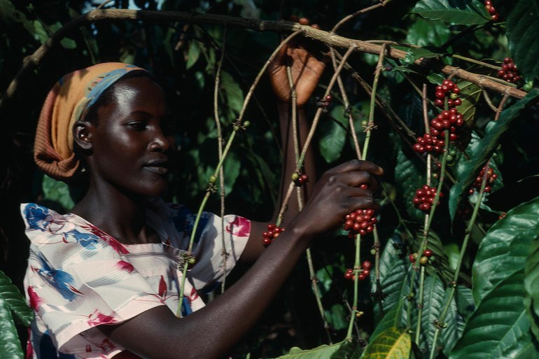Uganda: Deutscher Gourmet-Kaffee aus Afrika hat einen fatalen Beigeschmack
