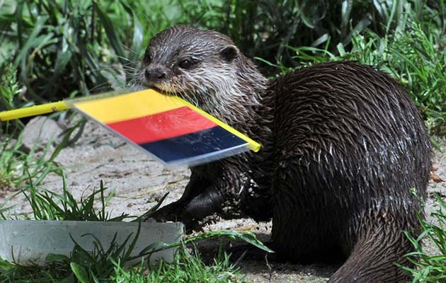 Otter Ferret wusste, das Deutschland gegen die Niederlande gewinnen wird - oder oraklete er nur?