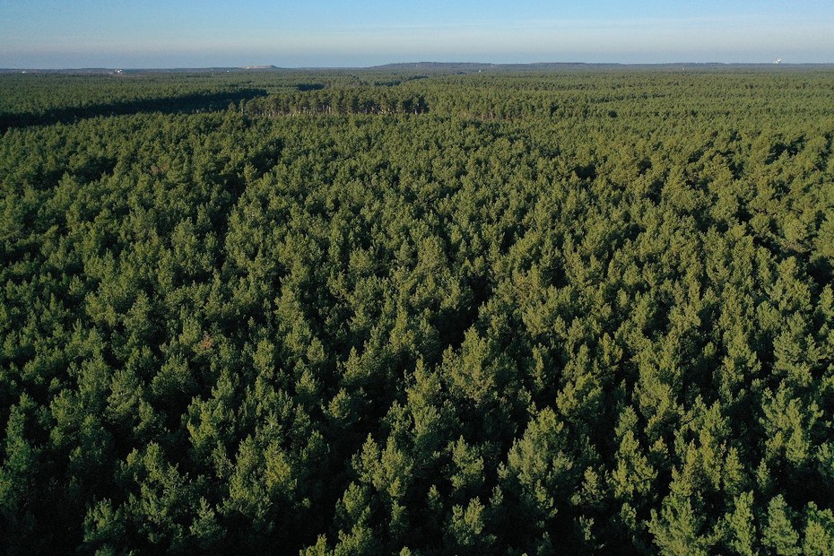 Wie schützt man den Wald?
