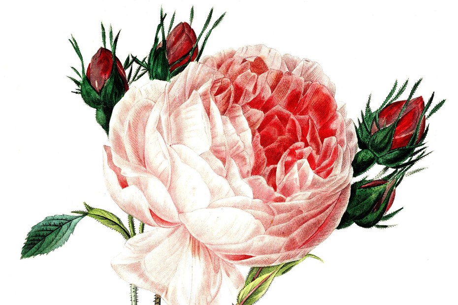 Ist jemand, der Rosen mag, schon ein unverbesserlicher Romantiker?