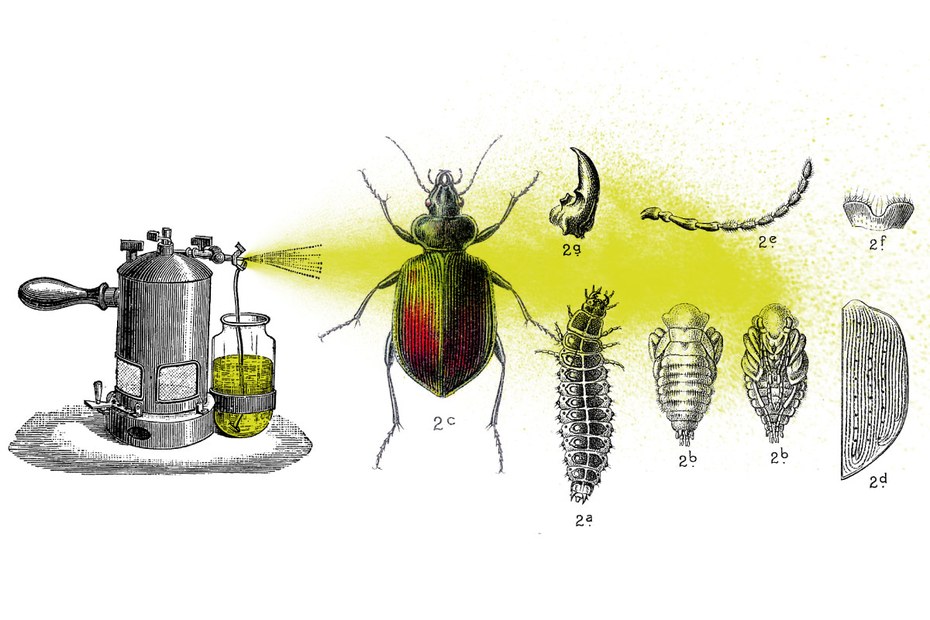 Pestizide sind für Insekten eine große Bedrohung