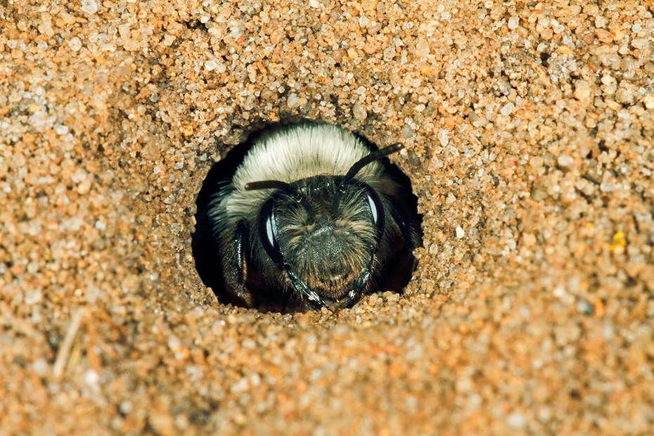 Viele Wildbienenarten haben es schwer. Im Bild: Die Weiden-Sandbiene