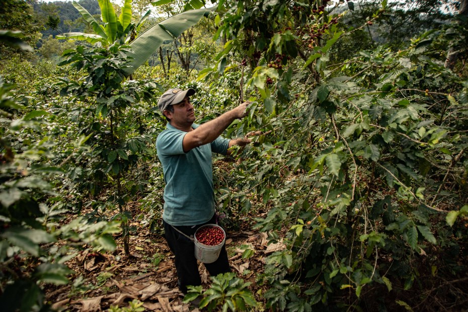 Kaffeeernte auf einer Plantage in Veracruz