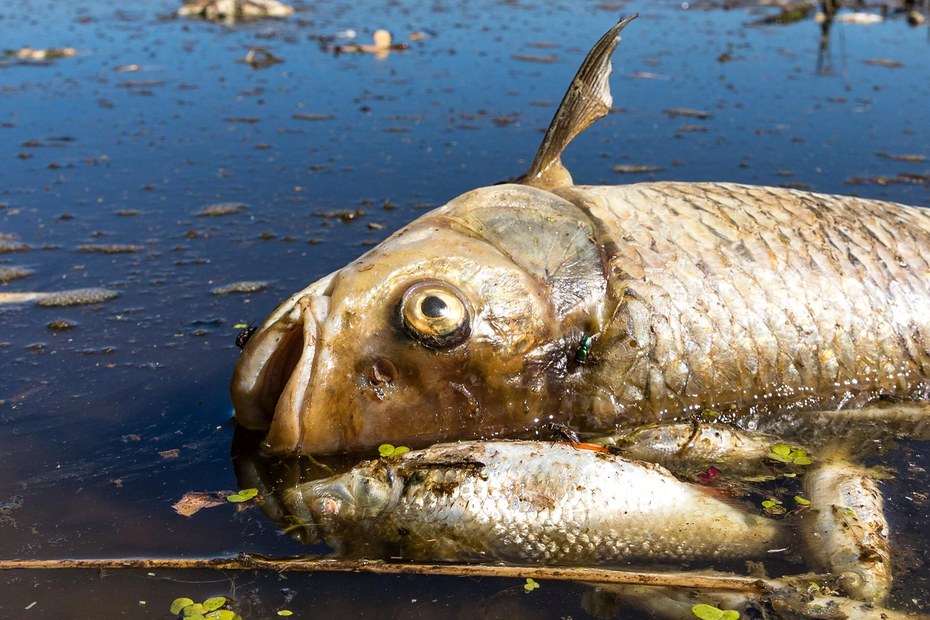 Ein verendeter Döbel und andere tote Fische in der Oder