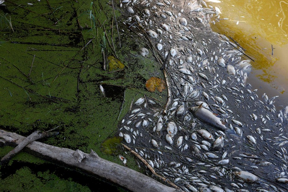 Ein grausamer Anblick an der Oder: Fisch- und Tierkadaver so weit das Auge reicht