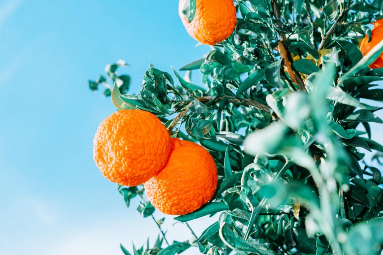 Vielseitige Zitrusfrucht: Orangen spielen eine zentrale Rolle in Jakob Augsteins Roman „Die Farbe des Feuers“