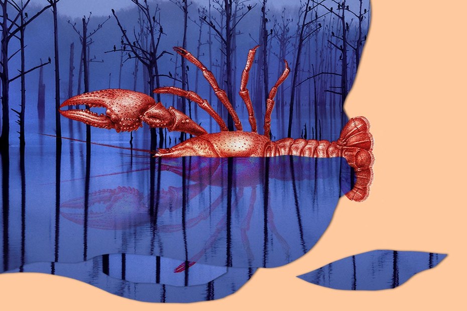 Consider the Lobster: Sieht so ein Flusskrebs aus?