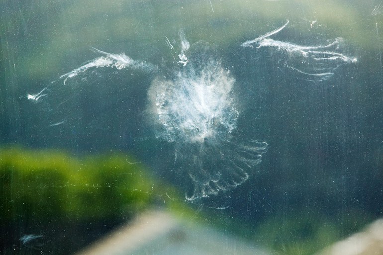 Erinnert an die Luftbilder vom Ort des Nord-Stream-Anschlags, zeigt aber den Abdruck einer an Glas zerschellten Taube