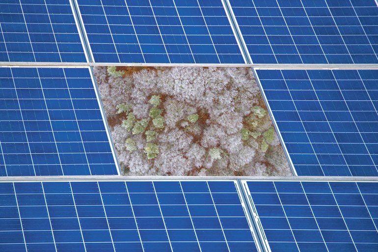 Solarpark statt Wald: Vom Baum des Big Business