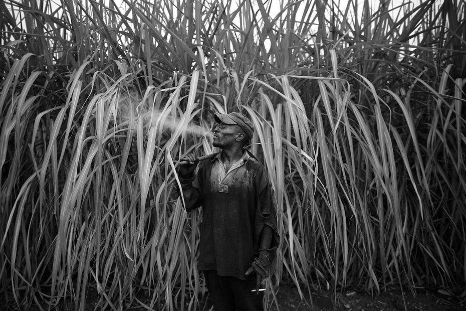 Zuckerrohranbau am Rande des Krüger-Nationalparks in Südafrika