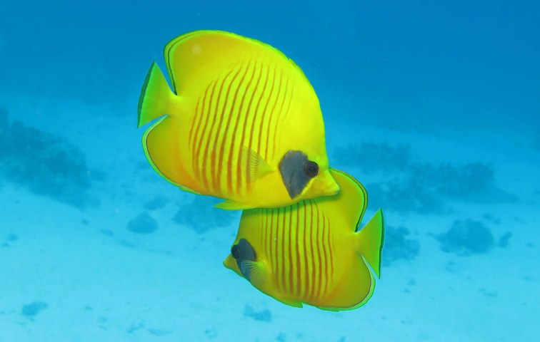 Füreinander, miteinander – das praktiziert auch der Gelbe Rotmeer-Falterfisch
