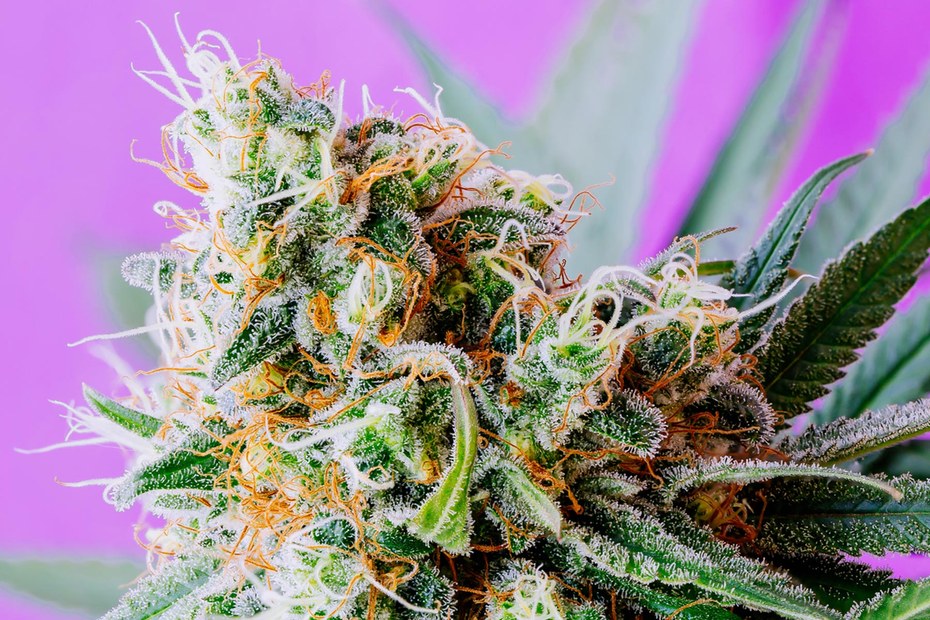 Diese Cannabis-Pflanze ist reif für die Ernte. Vor dem Rauchen aber bitte erst noch trocknen
