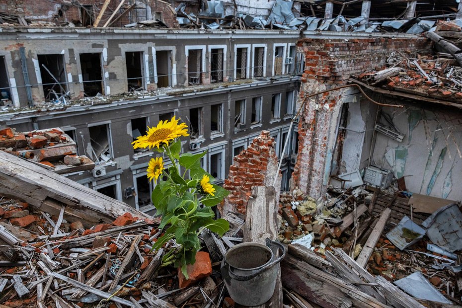 Winziges Zeichen des Lichts: Eine Sonnenblume in den Trümmern eines Wohnhauses in Charkiw