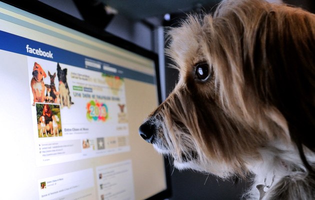 Was denkt mein Hund? Oder: Warum überraschen uns die Facebook-Macher nicht einmal mit Inhalt? Ein einziges Mal?