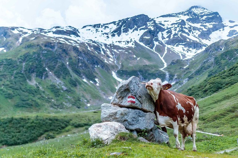 Klimarat Österreich: Und mittags gibt es Fleisch