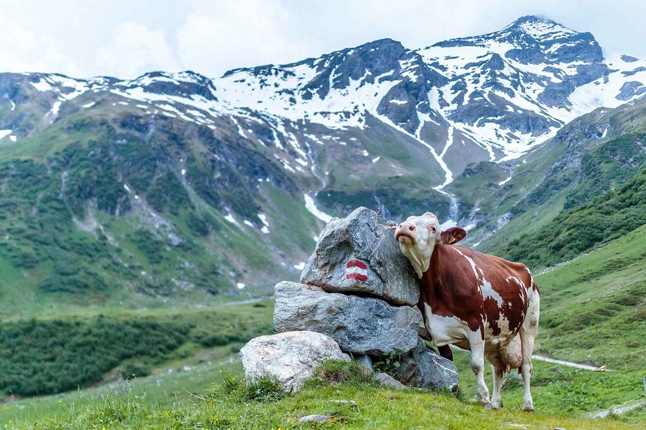 Kaprun bei Salzburg: glückliche Rinder, schmelzendes Eis