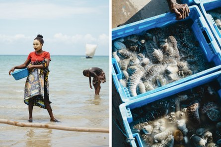 Im Fischerdorf Ambolomailaka, im Südwesten Madagaskars, werden Seegurken gezüchtet