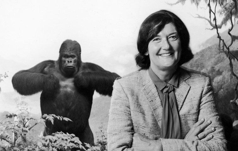 Popkulturell eine dramatische Figur: Gorillaschützerin Fossey