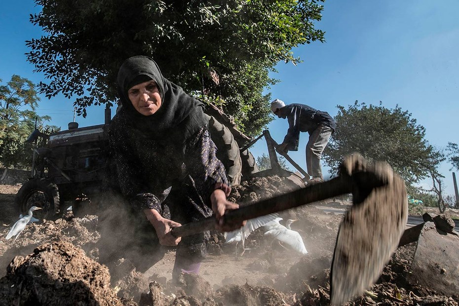 Ägyptische Bauern bei der Arbeit. Das Dorf Baharmis, in dem sie arbeiten, bekommt das Wasser für die Bewässerung der Felder vom Nil